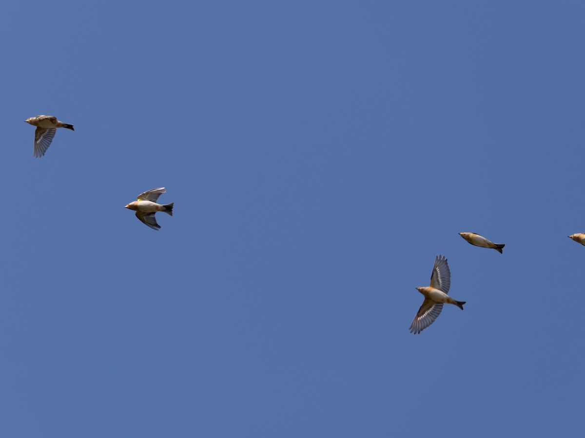 花雀 - ML643873470