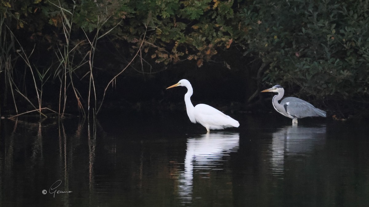 Great Egret - ML643873479