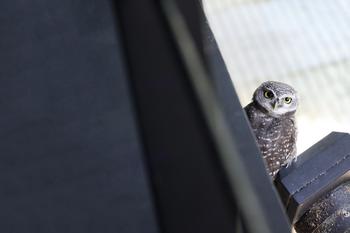 Spotted Owlet - ML643873480