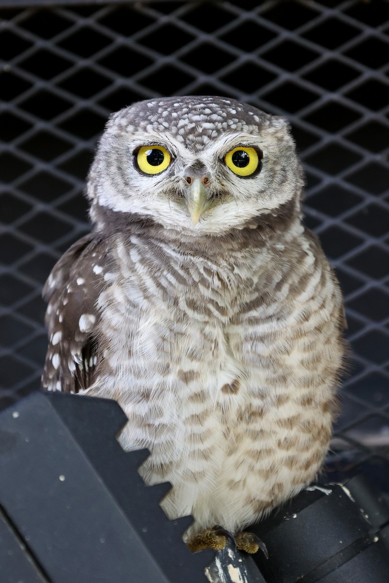 Spotted Owlet - ML643873481