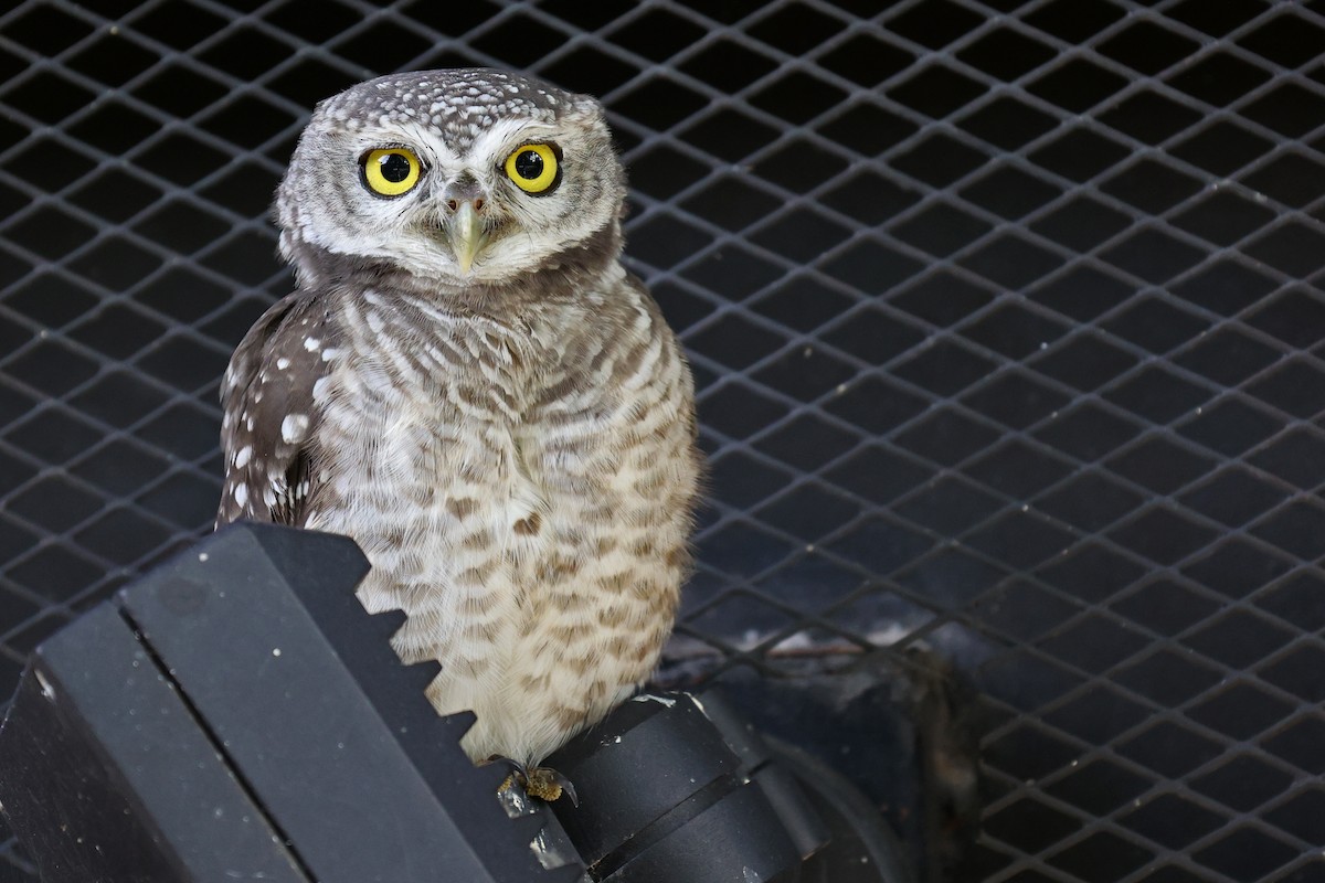 Spotted Owlet - ML643873482