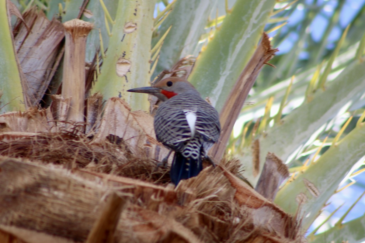 Gilded Flicker - ML643873501