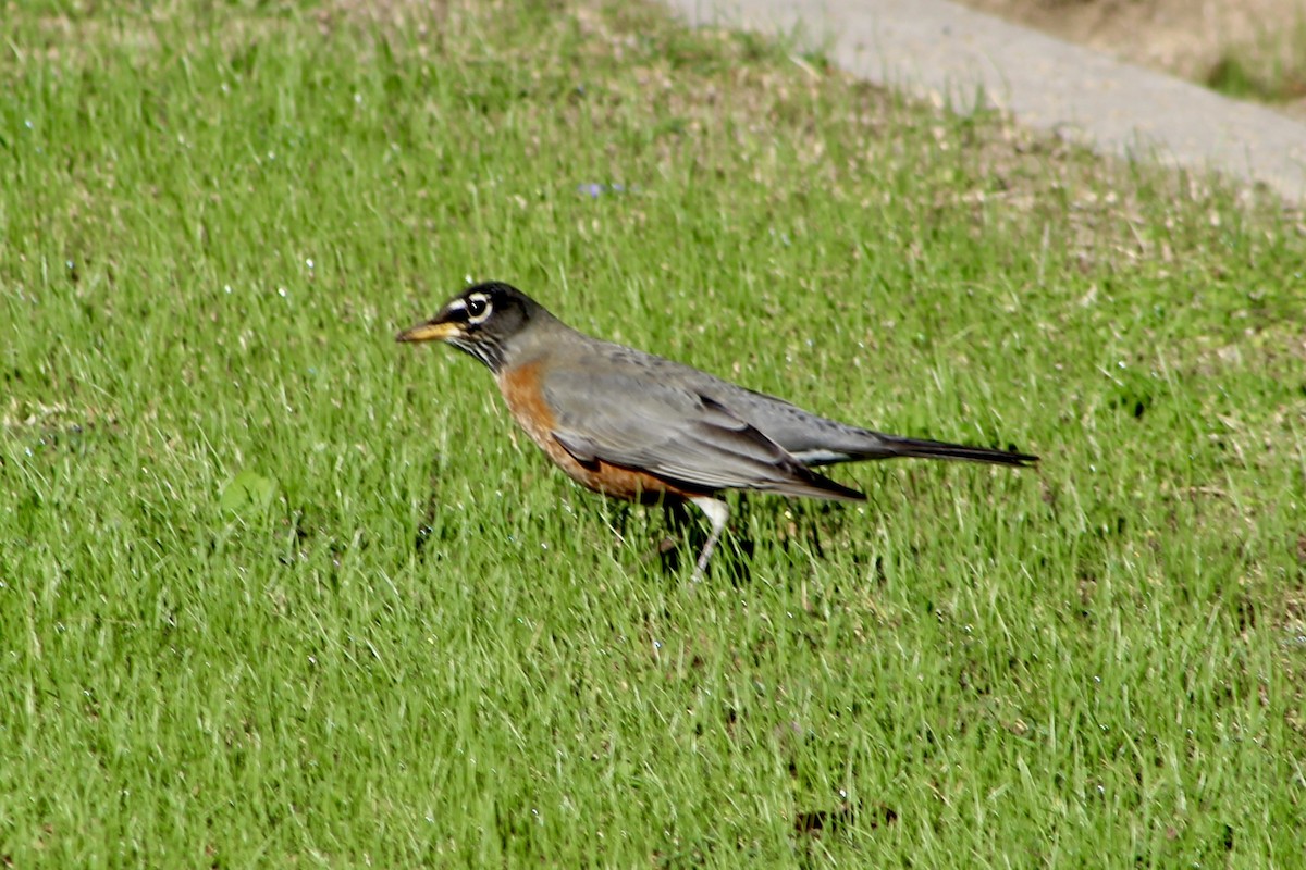 American Robin - ML643873503