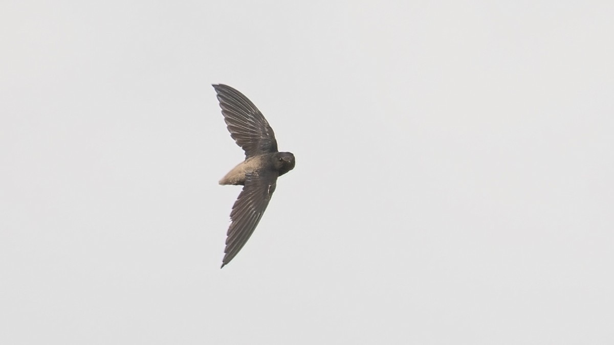 Short-tailed Swift - ML643873505