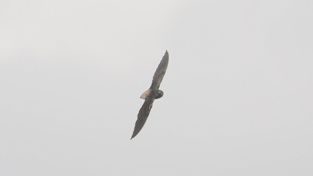 Short-tailed Swift - ML643873506