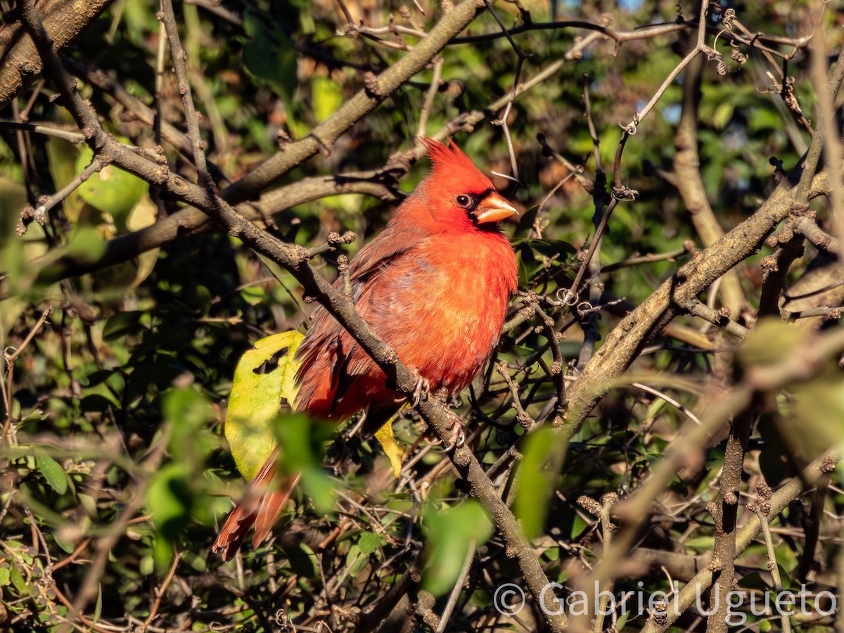 Northern Cardinal - ML643873528