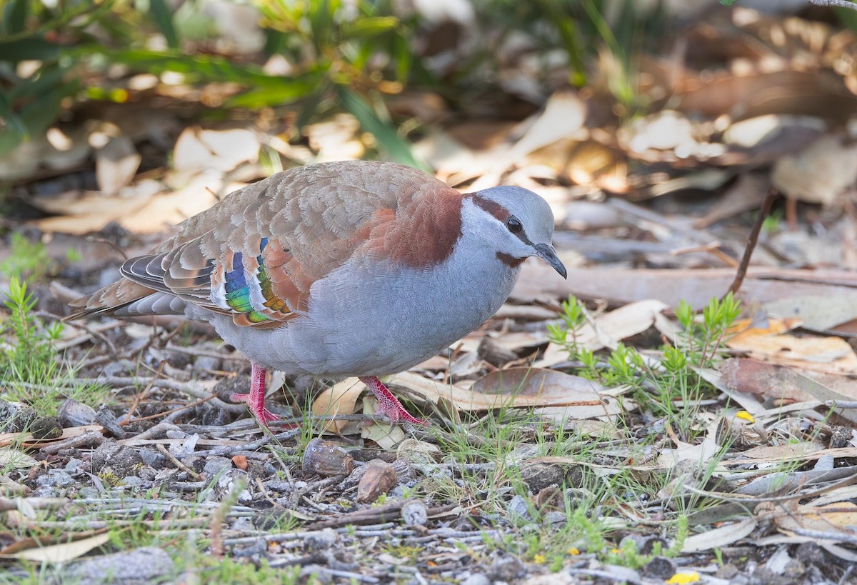 holub pestrokřídlý - ML643873539