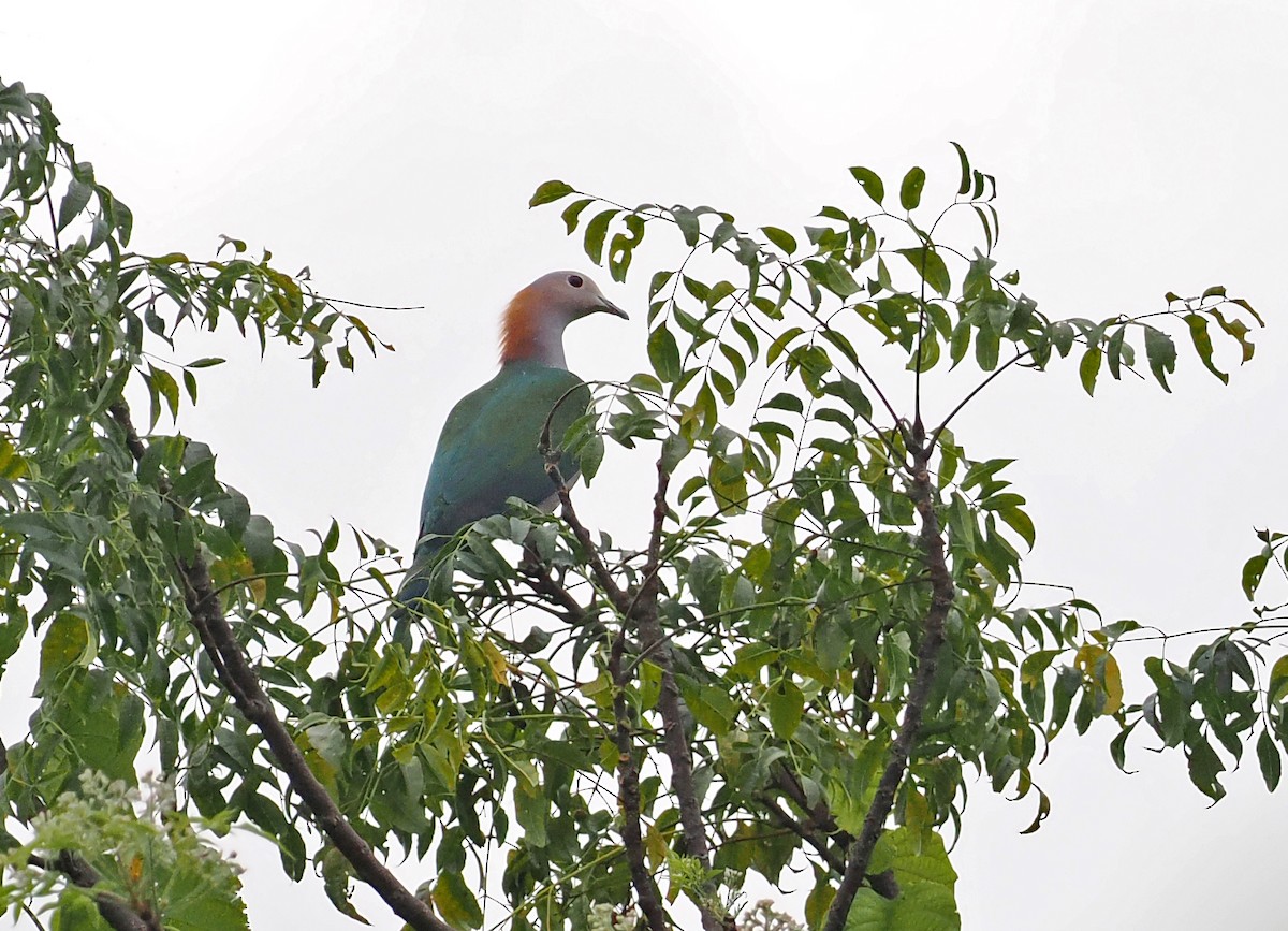 holub kovový (ssp. paulina) - ML643873560