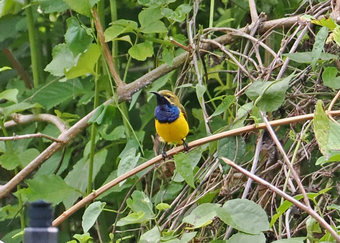 Sahul Sunbird - ML643873574