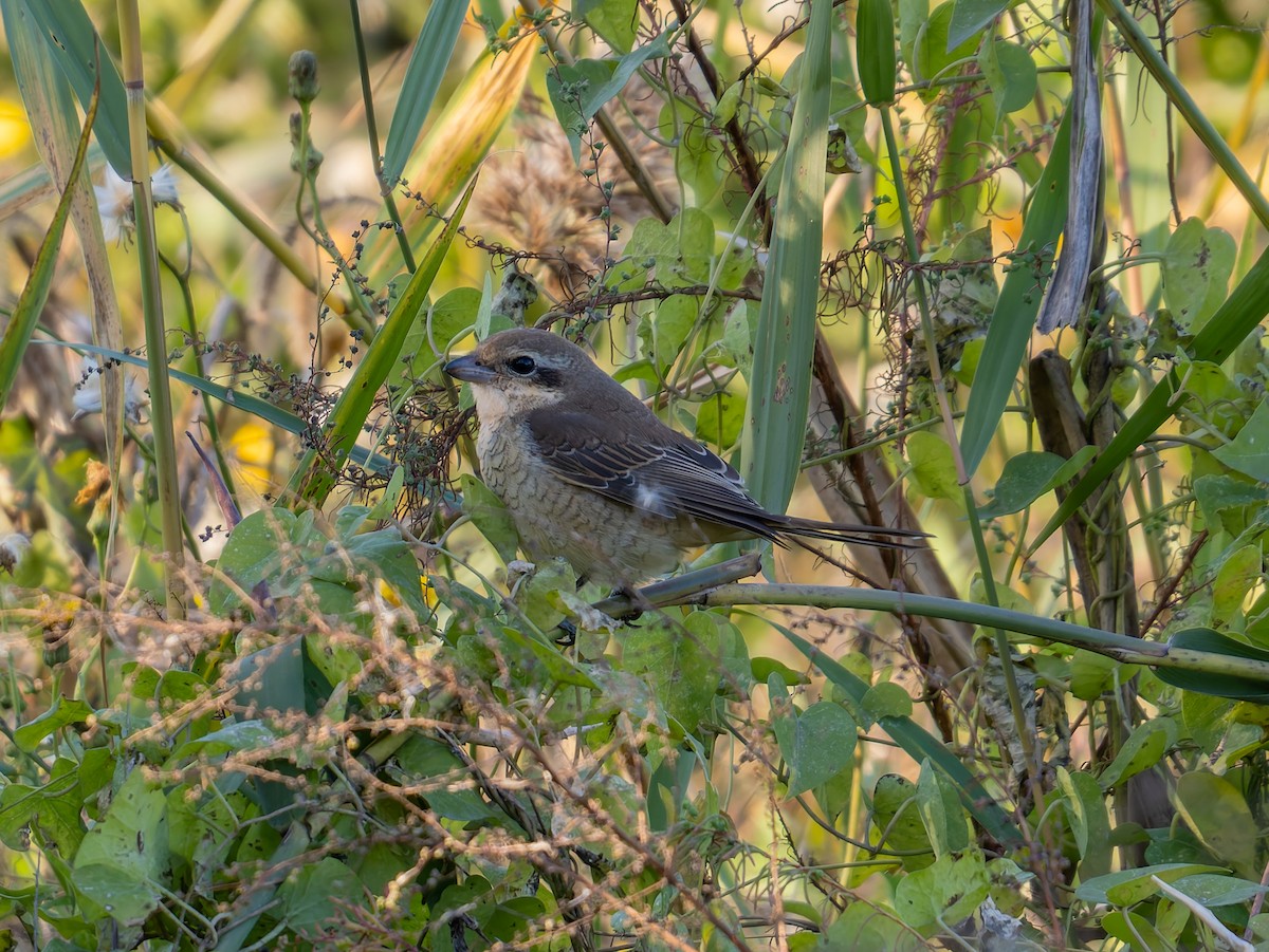 伯勞屬 - ML643873575