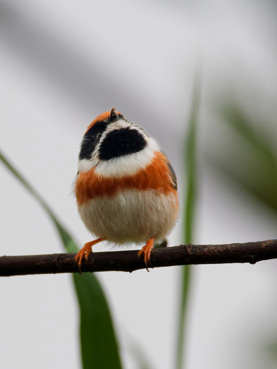 Black-throated Tit - ML643873589
