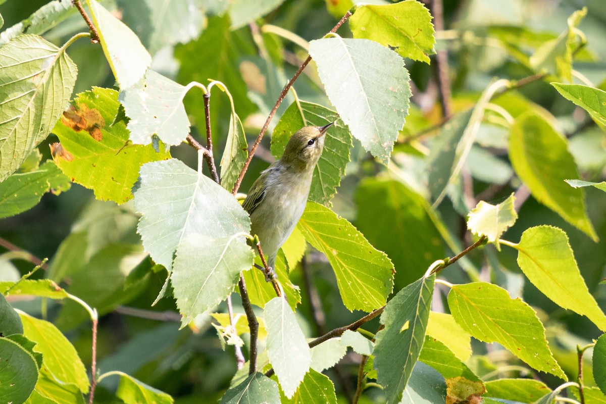 møllparula - ML643873591