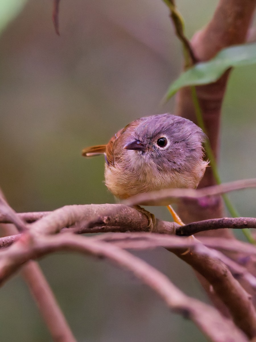Huet's Fulvetta - ML643873593