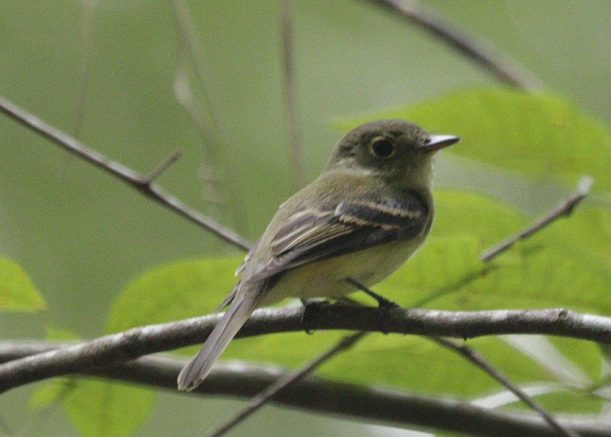 Acadian Flycatcher - ML643873594