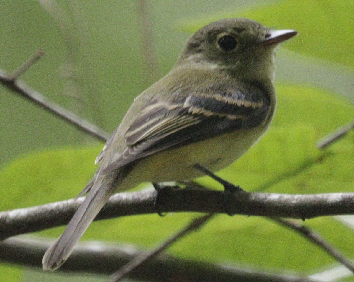Acadian Flycatcher - ML643873600