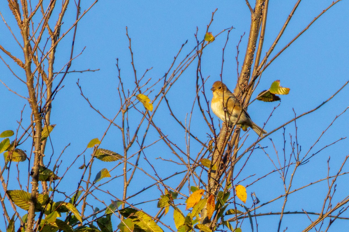 Indigo Bunting - ML643873612