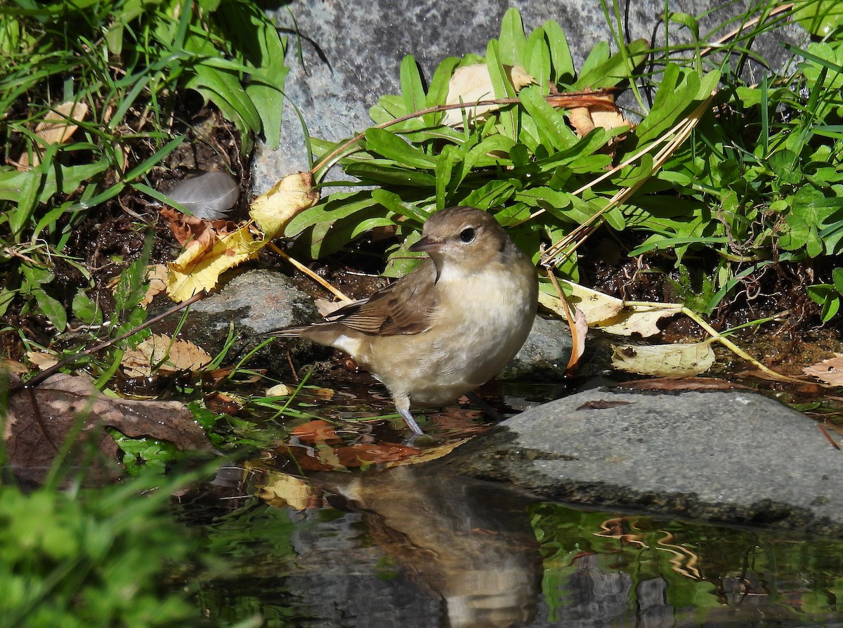 Garden Warbler - ML643873625