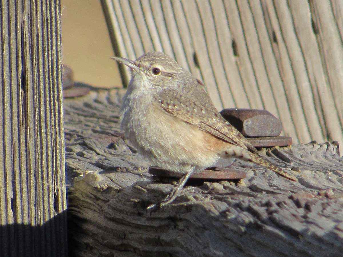 Rock Wren - ML643873627