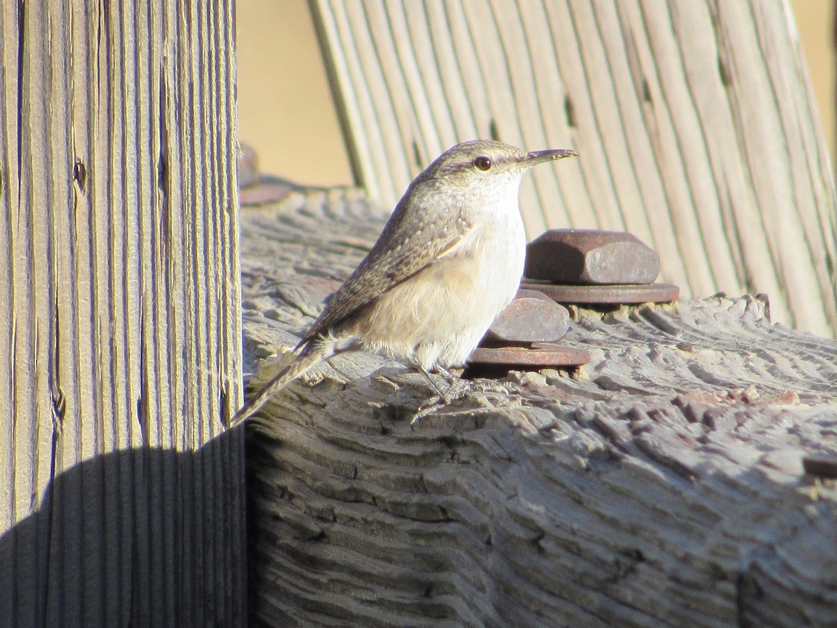 Rock Wren - ML643873638