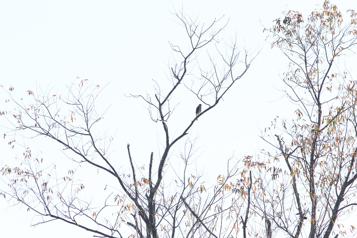 Sharp-shinned Hawk - ML643873639
