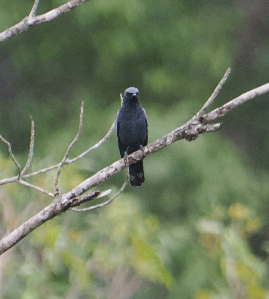 Échenilleur morio - ML643873653