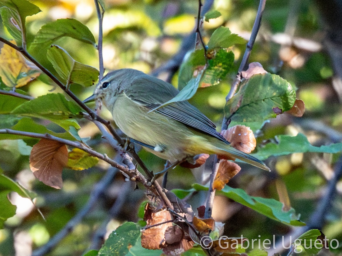 Orange-crowned Warbler - ML643873659