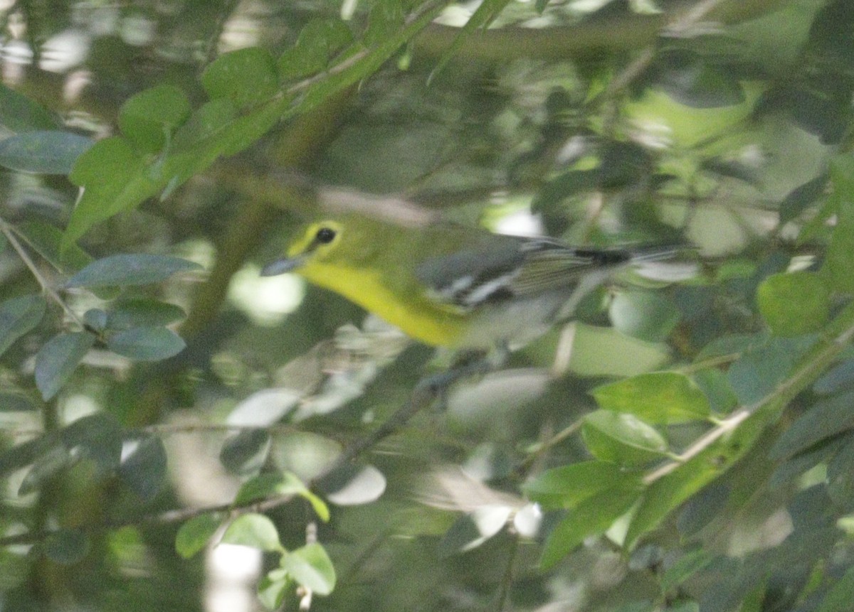 Yellow-throated Vireo - ML643873701