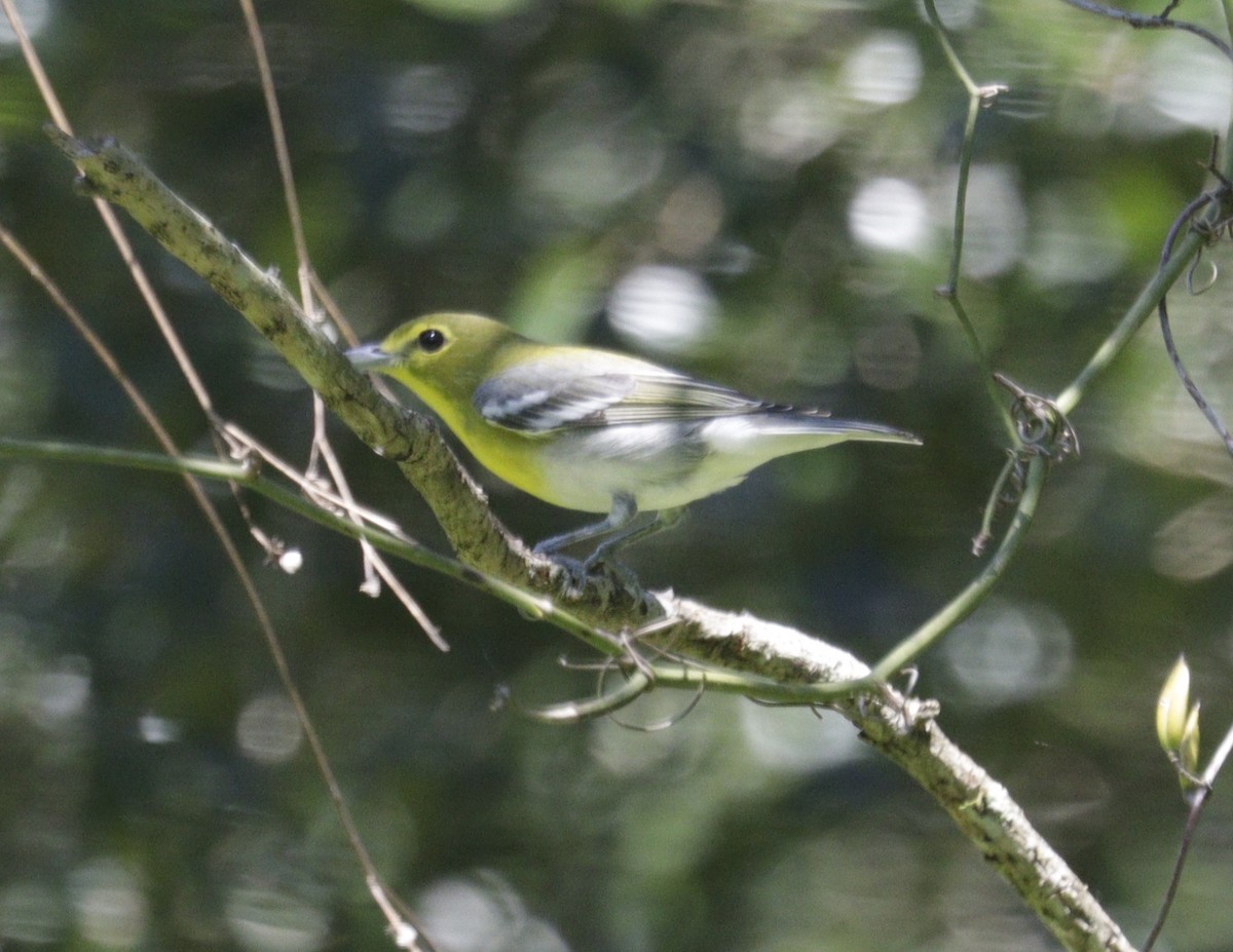 Yellow-throated Vireo - ML643873703
