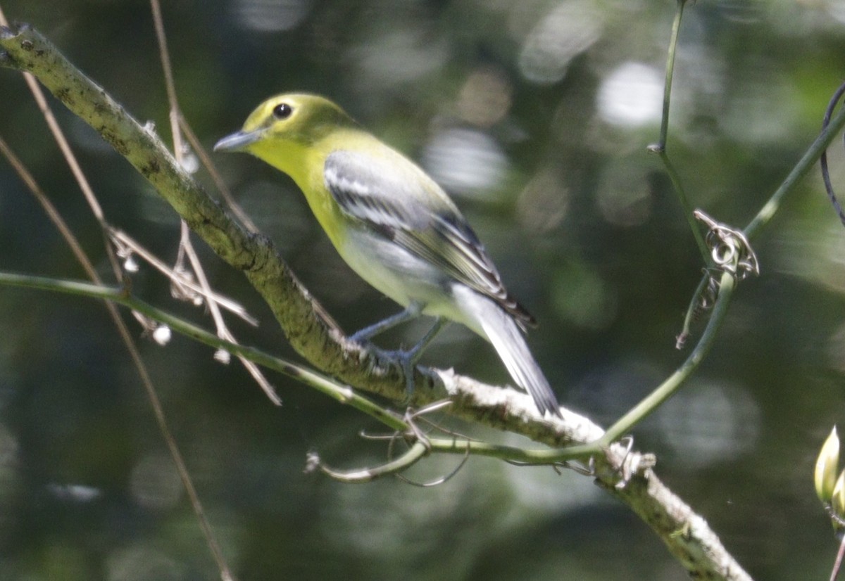 Yellow-throated Vireo - ML643873708