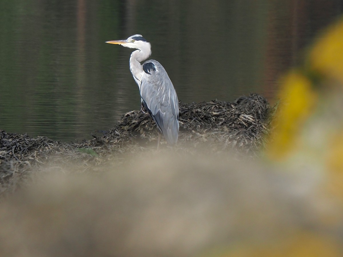 Gray Heron - ML643873712
