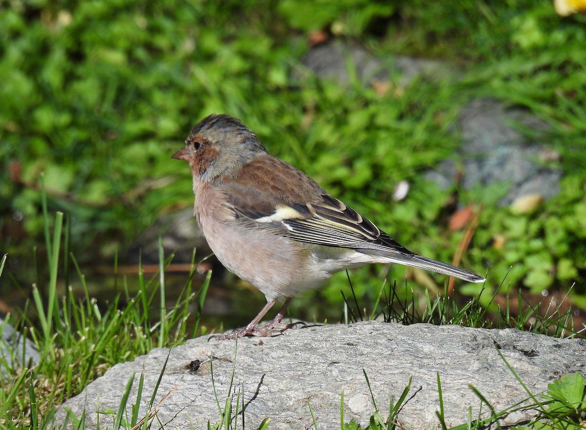 Common Chaffinch - ML643873714