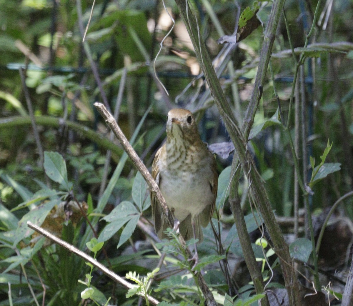 Veery - ML643873716