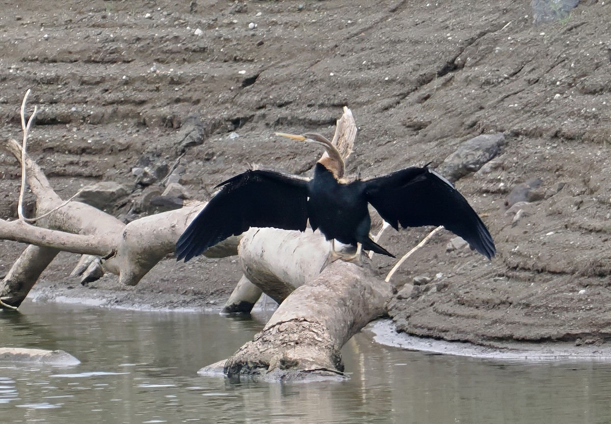 Oriental Darter - ML643873718