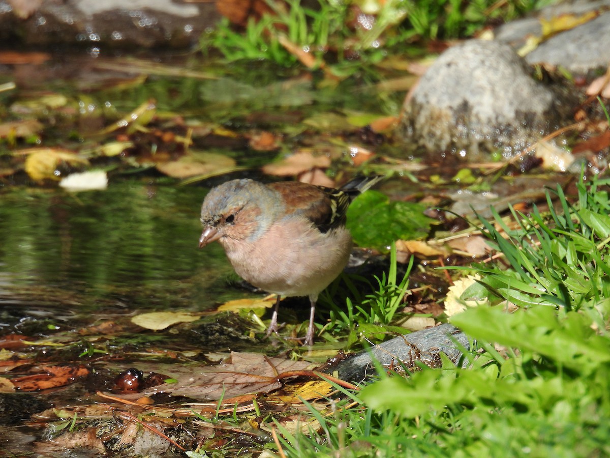 Common Chaffinch - ML643873724