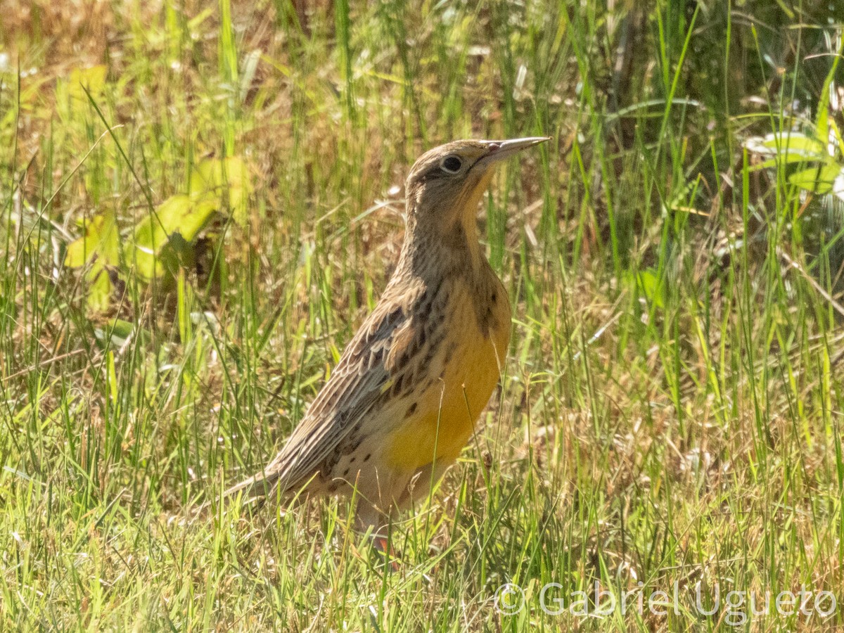 Western Meadowlark - ML643873737