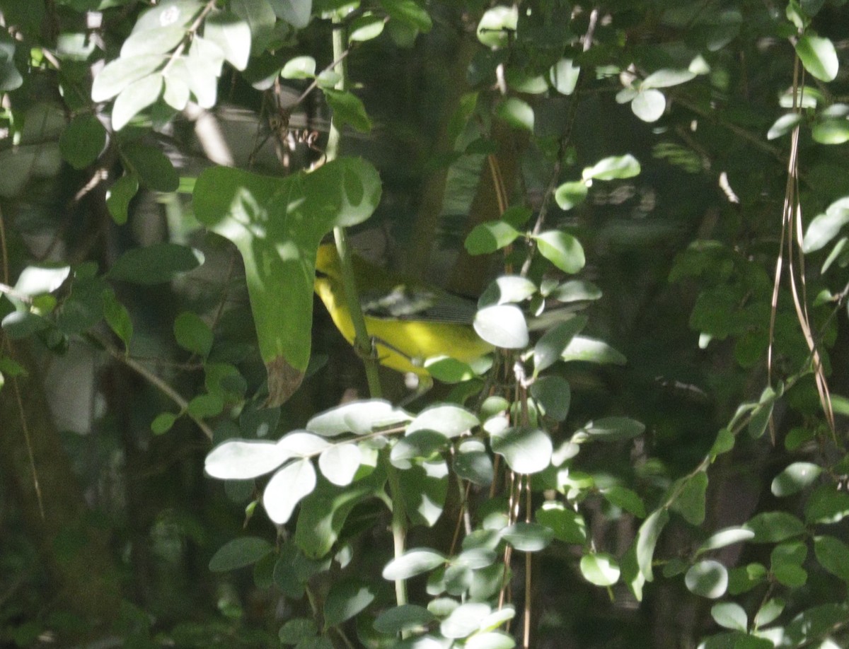 Blue-winged Warbler - ML643873767