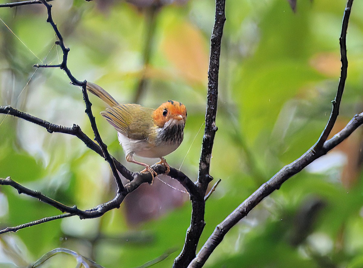 Rufous-faced Warbler - ML643873787