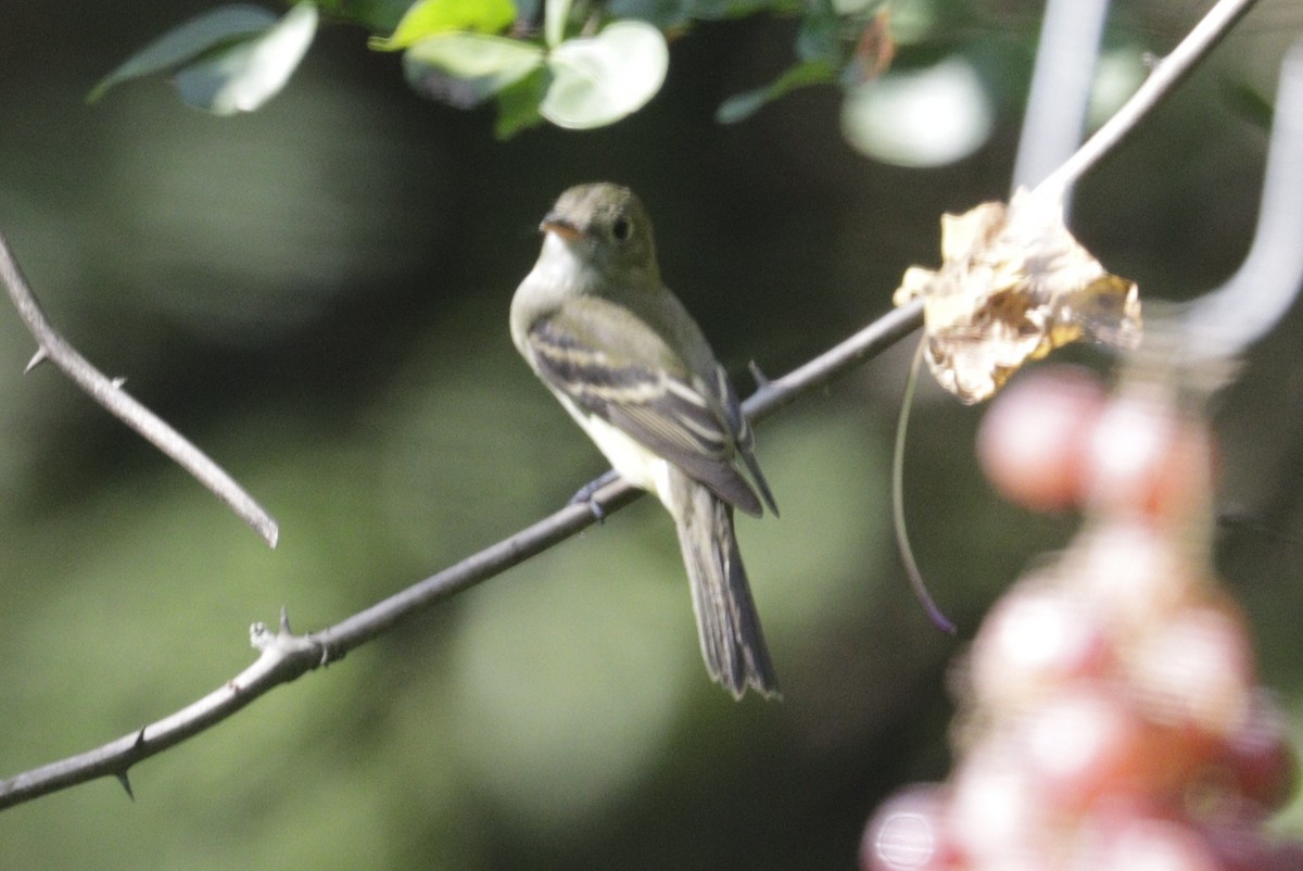 Acadian Flycatcher - ML643873788