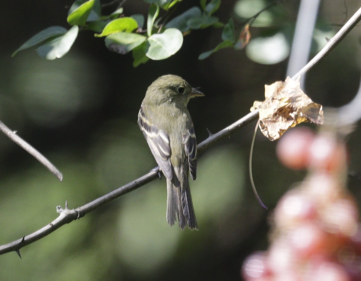Acadian Flycatcher - ML643873790