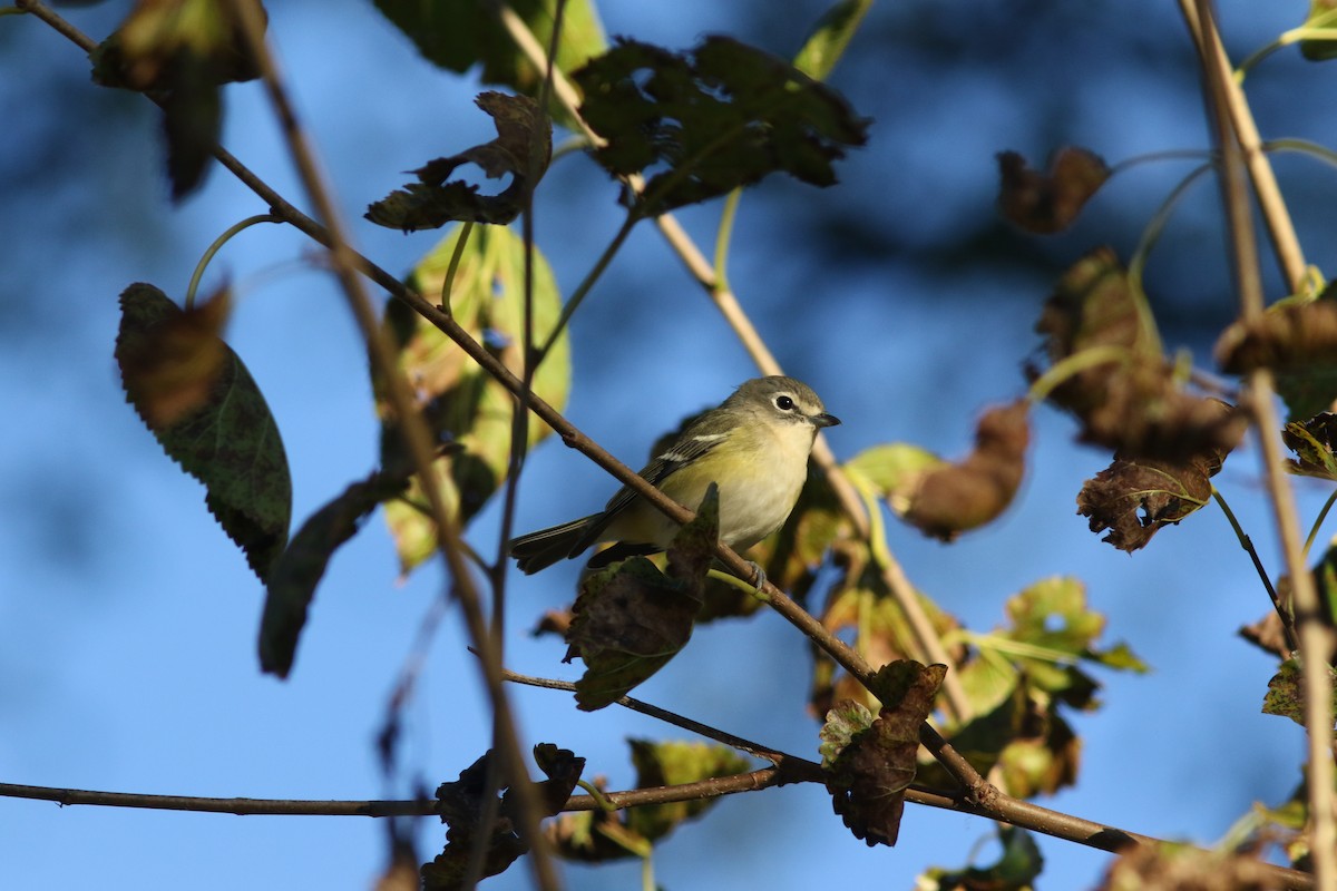 Blue-headed Vireo - ML643873791