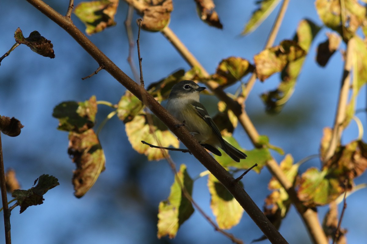 Blue-headed Vireo - ML643873792