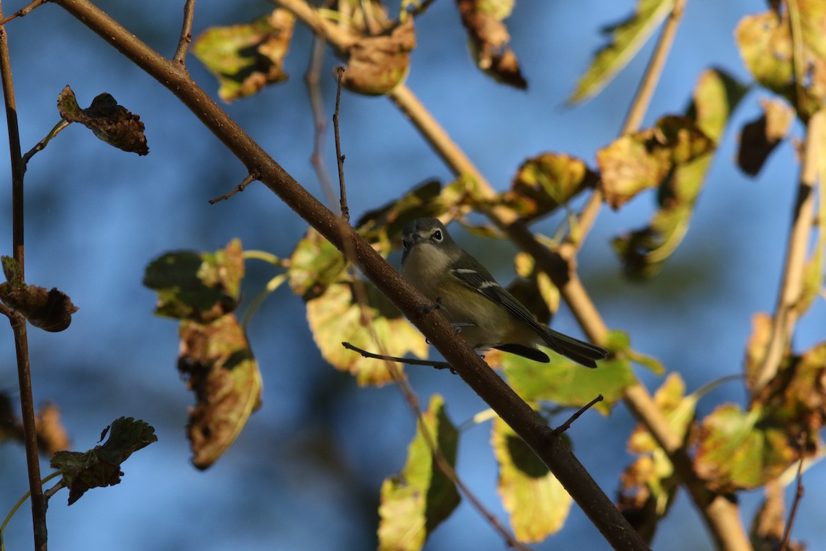 Blue-headed Vireo - ML643873793