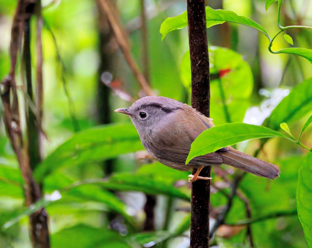 Mountain Fulvetta - ML643873803