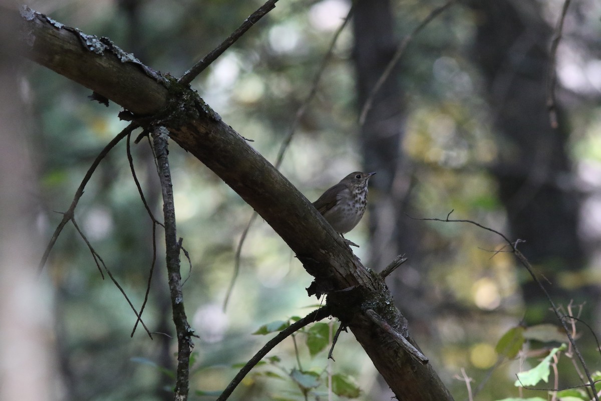 Hermit Thrush - ML643873808