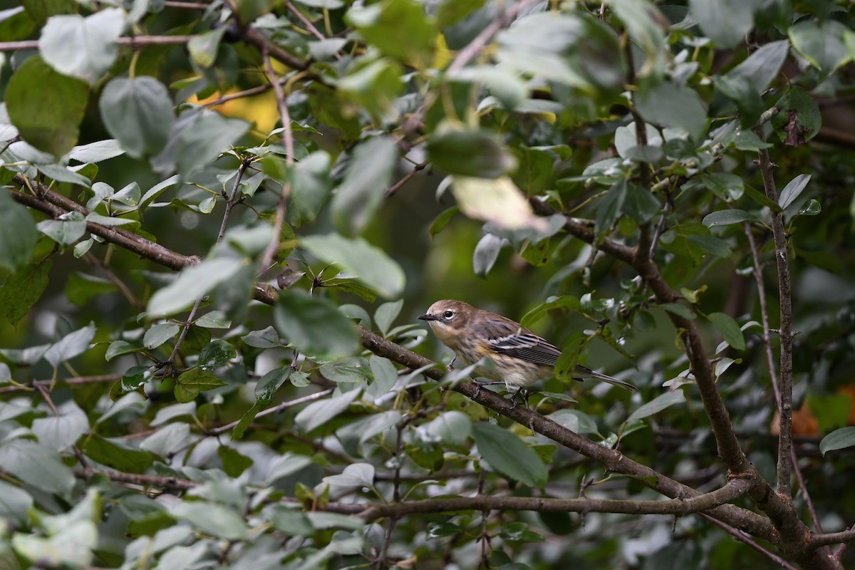 lesňáček žlutoskvrnný (ssp. coronata) - ML643873810