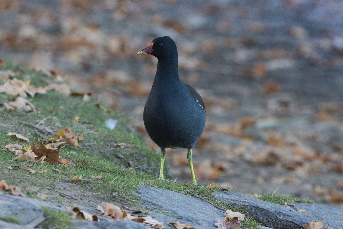 Sutavuğu - ML643873811