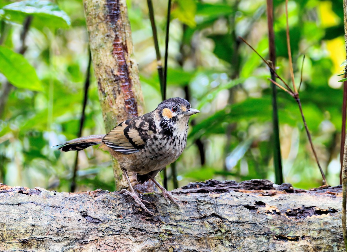 Chestnut-eared Laughingthrush - ML643873813