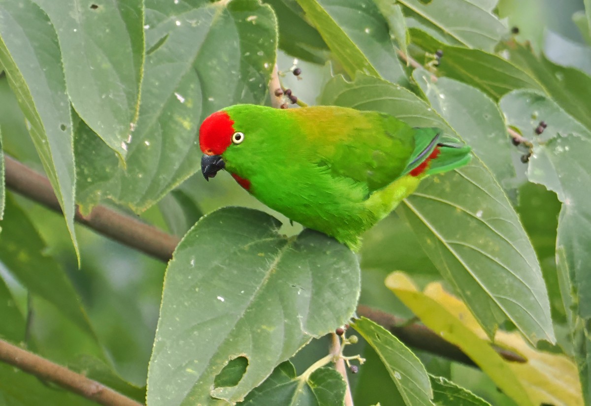 ML643873814 - Sulawesi Hanging-Parrot - Macaulay Library