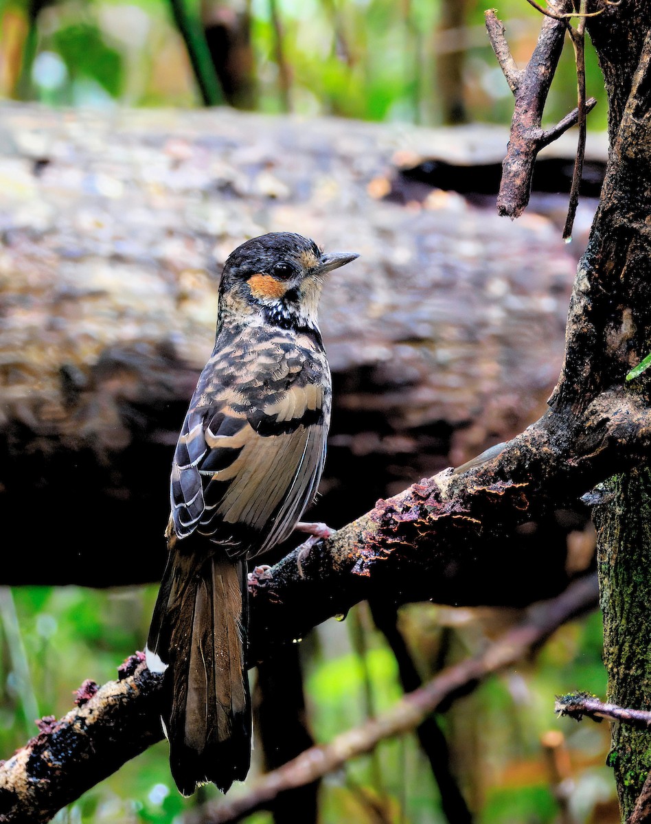 Chestnut-eared Laughingthrush - ML643873816