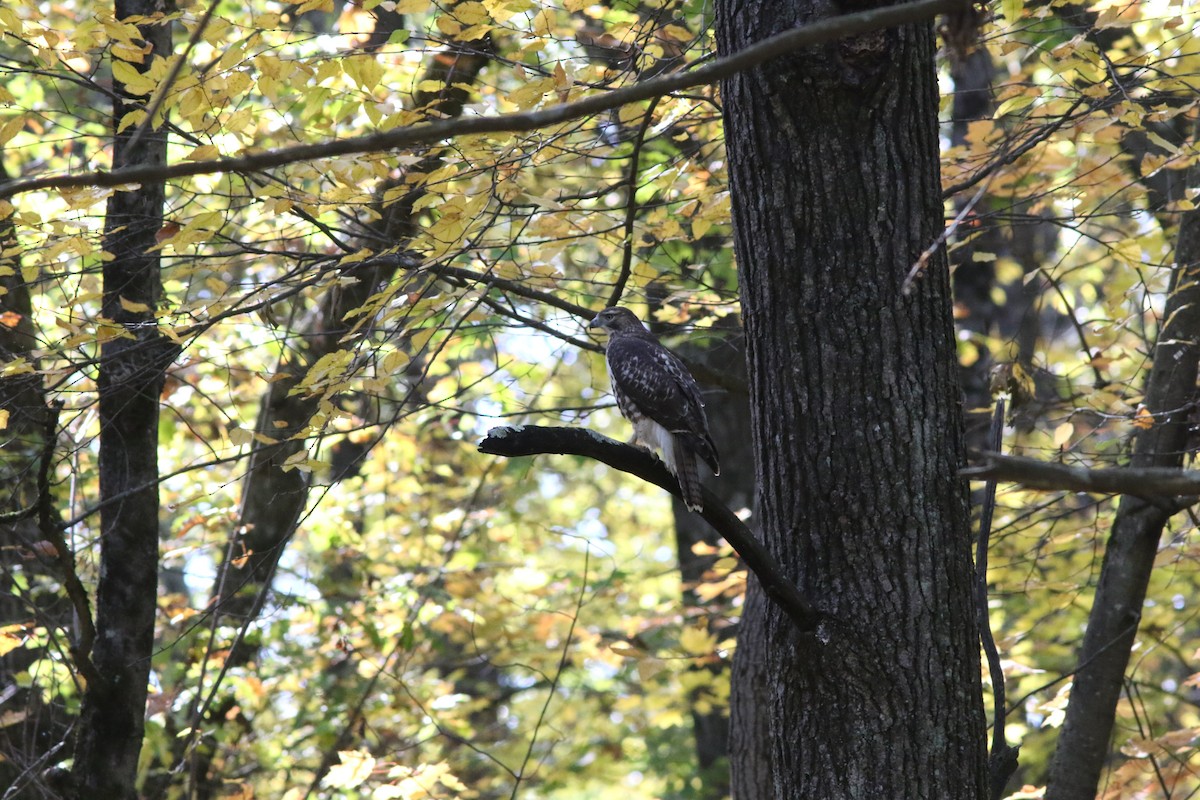 Red-tailed Hawk - ML643873817